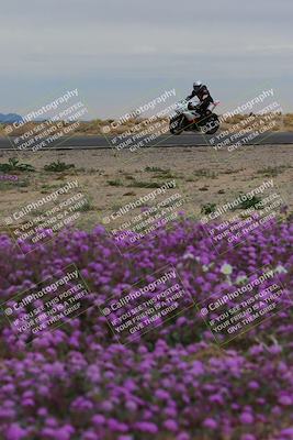 media/Jan-14-2023-SoCal Trackdays (Sat) [[497694156f]]/Turn 14 Exit Bloomig (145pm)/